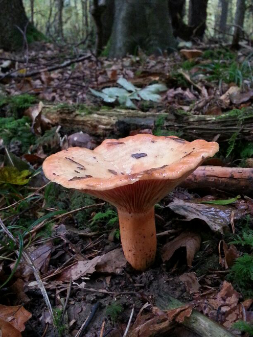 Pilze im Bloomd oberhalb Bubendorf