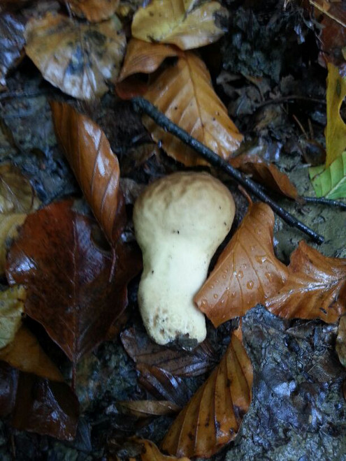 Pilze im Bloomd oberhalb Bubendorf