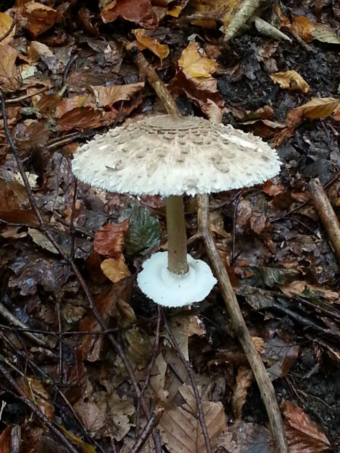 Pilze im Bloomd oberhalb Bubendorf