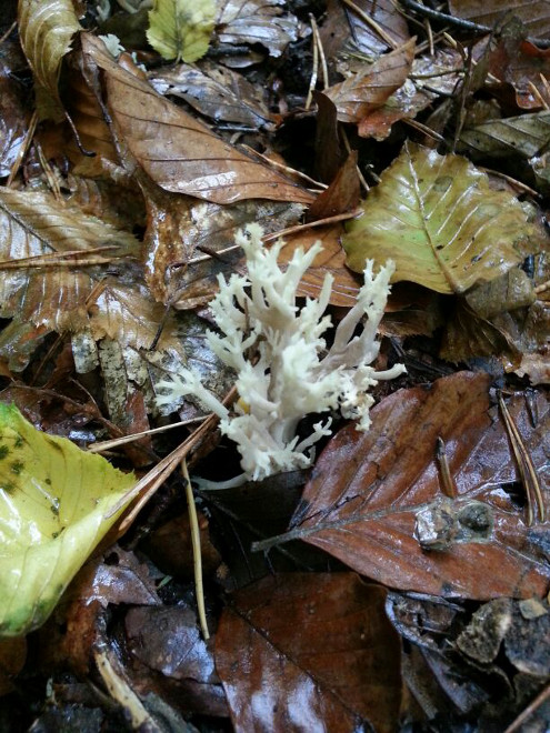 Pilze im Bloomd oberhalb Bubendorf