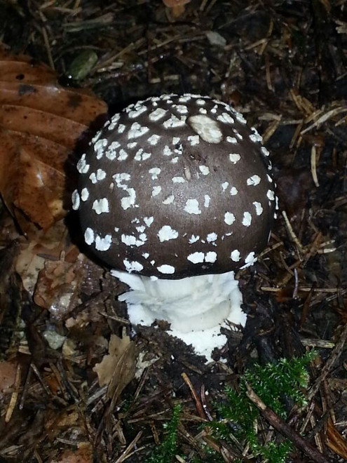 Pilze im Bloomd oberhalb Bubendorf