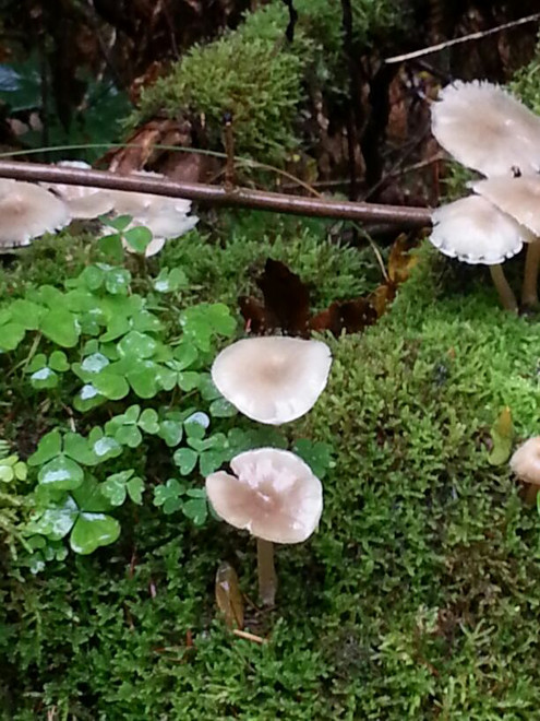 Pilze im Bloomd oberhalb Bubendorf