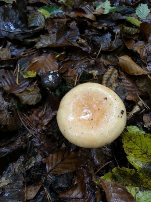 Pilze im Bloomd oberhalb Bubendorf