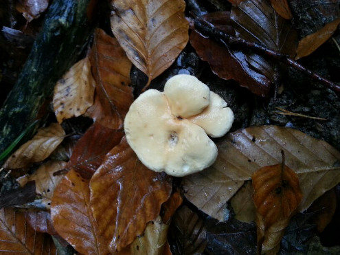 Pilze im Bloomd oberhalb Bubendorf