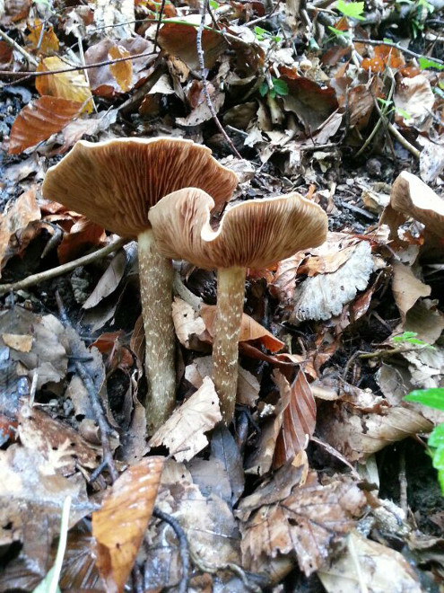Pilze im Bloomd oberhalb Bubendorf