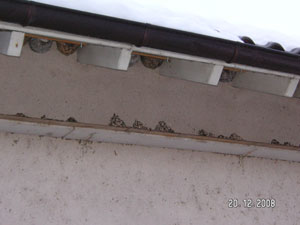 Die Kothaufen unter jedem Nest zeugen von einer guten Belegung