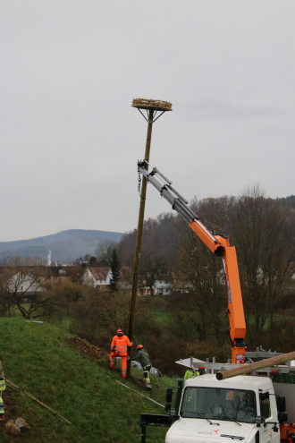 Die Telefonstange wird ins vorbereitete Loch manövriert