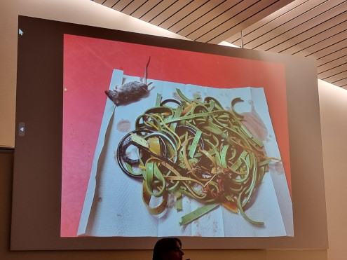 Gummibänder aus dem Magen eines Storchs