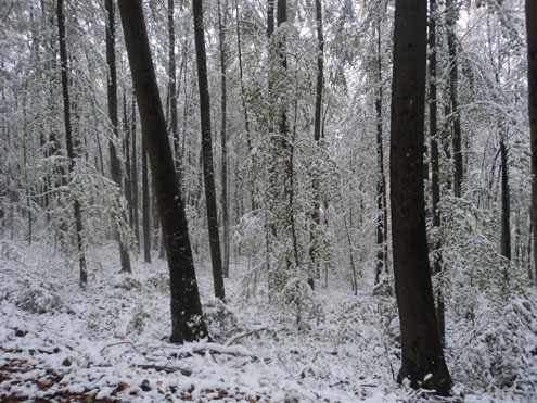 Tiefer Winter im Bloomd am 28. Oktober 2012