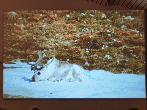Ein wildes Rentier im weissen Winterkleid
