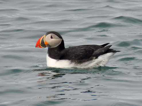 Ein Papageientaucher mit seinem bunten Schnabel