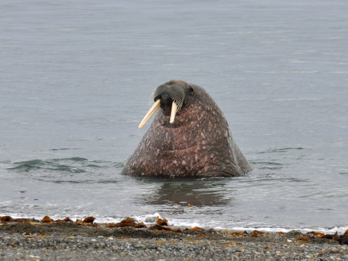 Das Walross - e rächte Mocke