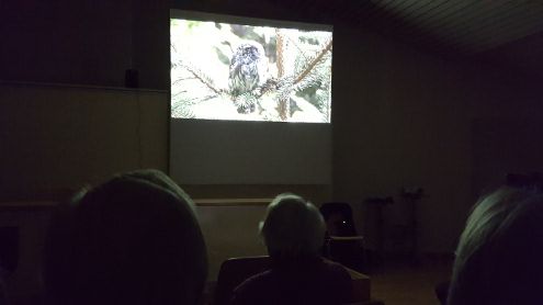 Aufnahme eines Waldkauzes