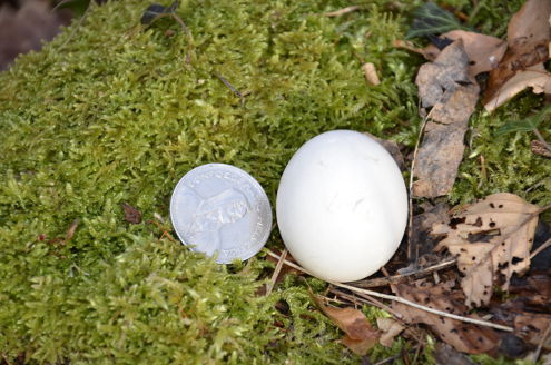 Waldkauzkontrolle 11.04.2015