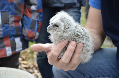 Waldkauzkontrolle 11.04.2015