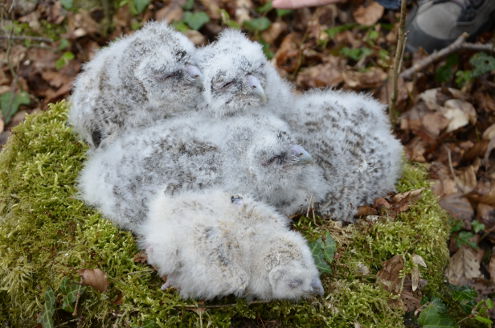 Waldkauzkontrolle 11.04.2015