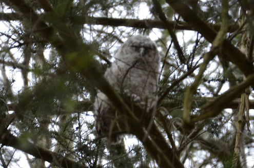 Waldkauzkontrolle 11.04.2015