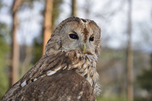 Waldkauzkontrolle 11.04.2015