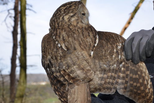 Waldkauzkontrolle 11.04.2015