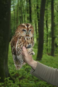 Dieser wunderschöne Altvogel liess sich im Kasten überraschen.