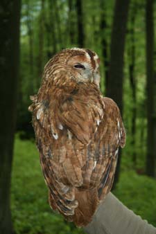 Auch ein schöner Rücken kann entzücken.