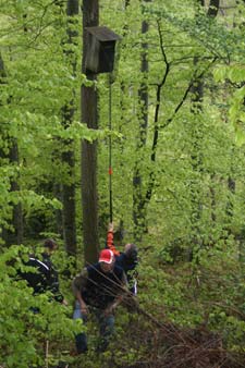 Anpirschen an den Kasten, um einen darin befindlichen Altvogel mit dem Kescher zu fangen.