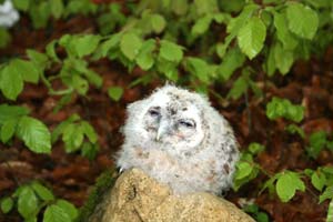 Ein frisch beringter Jungvogel.