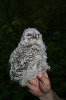 Grössenvergleich mit Martin Furlers Hand.