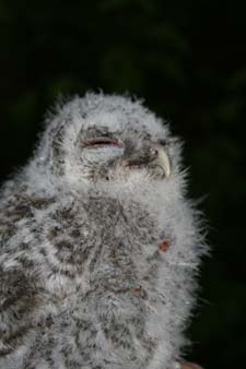 Bald darf dieser Jungvogel wieder in Ruhe weiterschlafen.