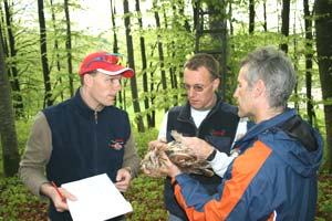 Die Altvögel werden untersucht, vermessen und gewogen.