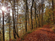 Prachtvoller Herbstwald im Gebiet Talholden