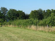 Unsere Hecke auf dem D�rrh�bel (Murenberg)