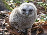 Waldkauz kurz vor der Beringung