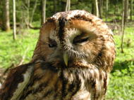 Waldkauz bei der Nistkastenkontrolle