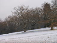 Eichen auf Wildenstein