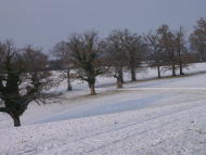 Eichen auf Wildenstein