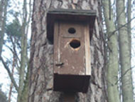 Nicht allen Bewohnern scheinen die Einflugl�cher unserer Nistk�sten zu behagen...